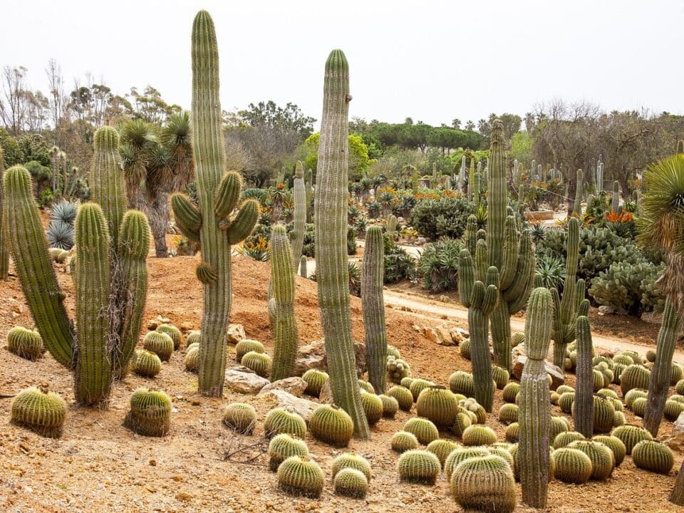 cactus d'extérieur résistants au gel