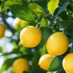 Citronnier en pot ou en pleine terre : le geste simple qui double la récolte