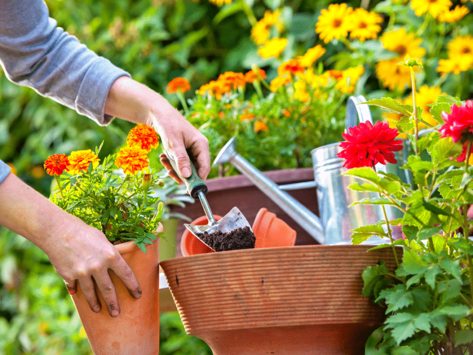 Les 5 fleurs à planter maintenant pour avoir les plus beaux massifs du quartier