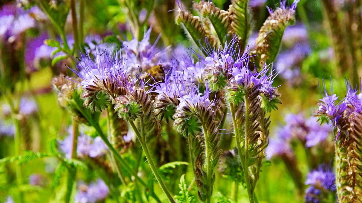 Réveillez la terre avec les engrais verts : la méthode express pour nourrir le sol en automne