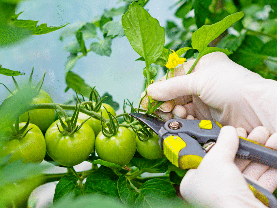 Tailler les tomates en octobre : le geste audacieux qui divise les jardiniers
