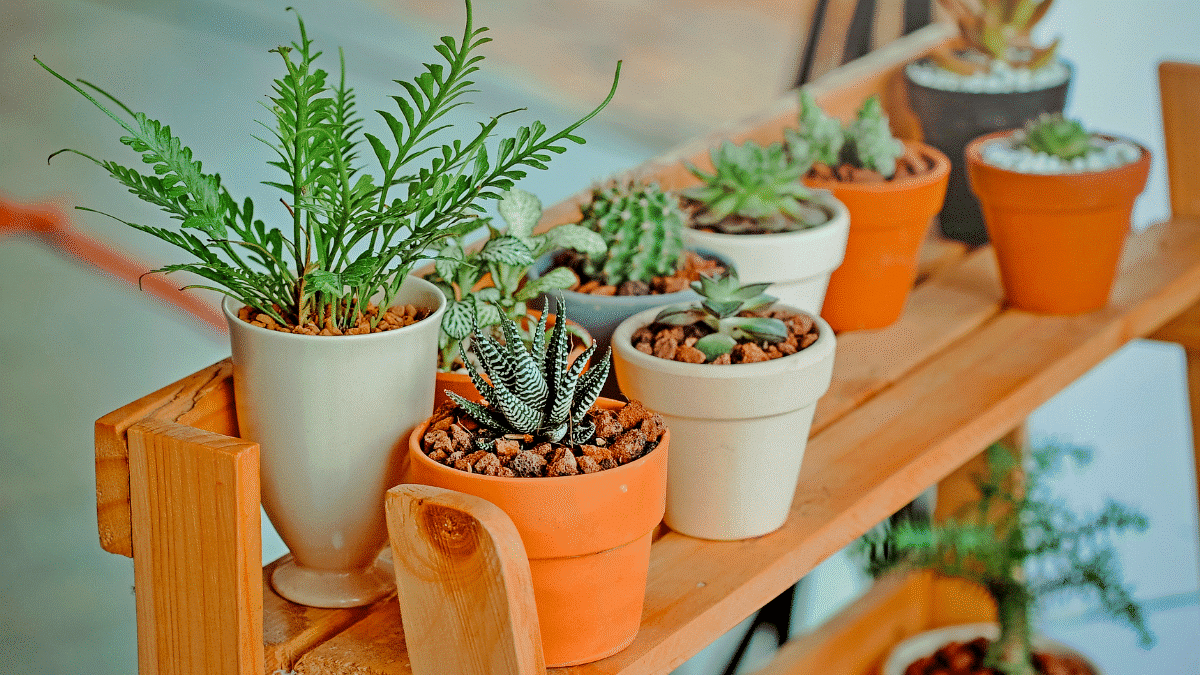 Ces plantes d’intérieur survivent même quand on oublie de les arroser