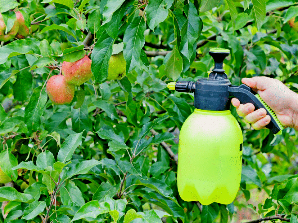 Ces astuces naturelles redoutables éliminent les ravageurs d’automne sans un seul pesticide