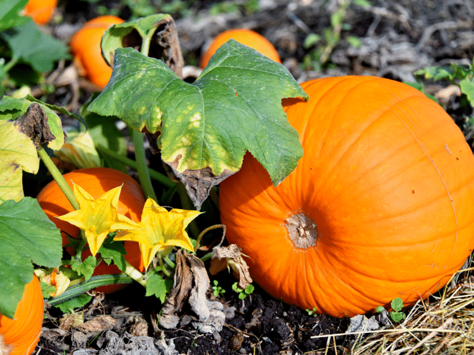 Comment savoir si vos courges et potirons sont prêts à être récoltés