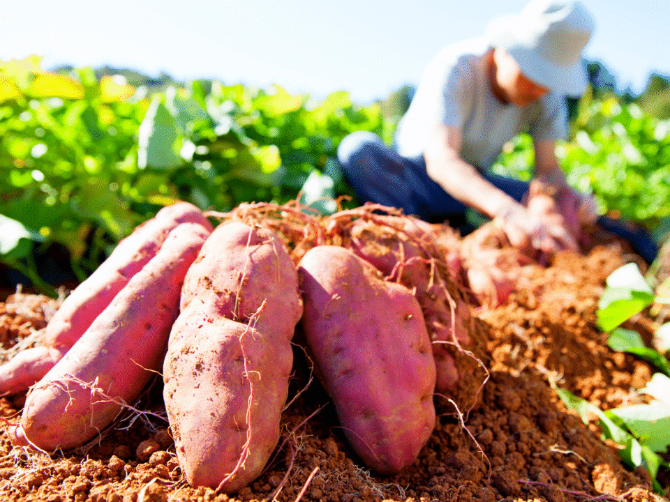 Une récolte géante de patates douces qui a surpris tout un village