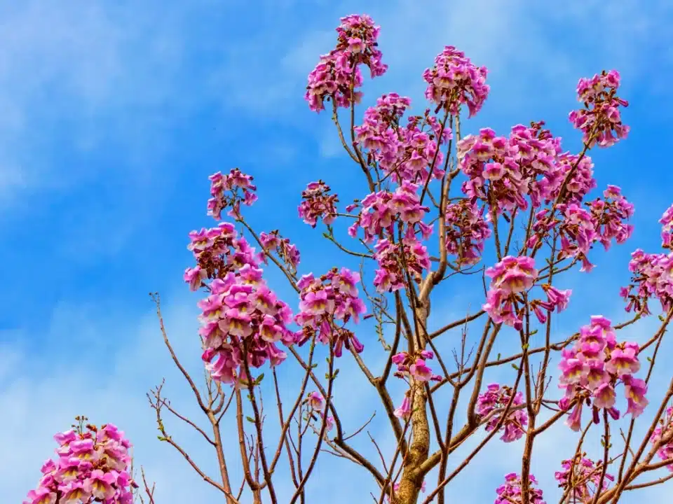 Cet arbre pousse à toute allure et transforme n’importe quel jardin en oasis de verdure