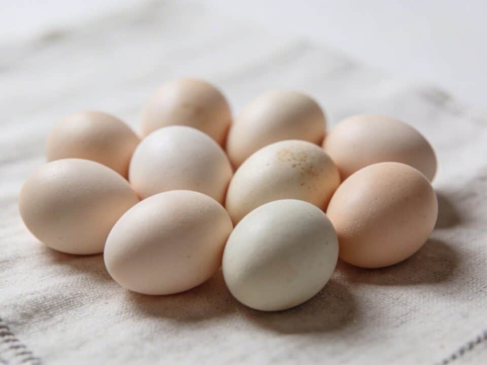 Gros plan sur une toile avec un amas de petits oeufs