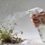 Main de jardinier vaporisant melange vinaigre sel sur mauvaises herbes